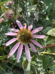 Echinacea pallida