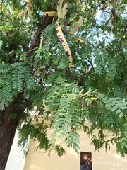 Gleditsia triacanthos