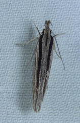 Leptosaces schistopa