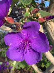 Melastomeae