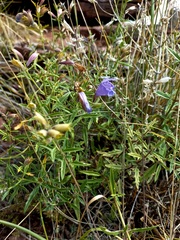 Dracocephalum peregrinum