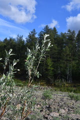 Salix alaxensis