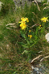 Senecio pyrenaicus