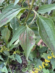 Echinacea pallida