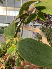 Melastomeae