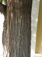 Gleditsia triacanthos