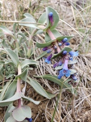 Penstemon nitidus