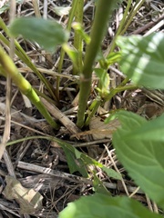 Echinacea pallida