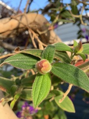 Melastomeae