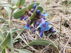 Penstemon nitidus