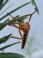 Diogmites crudelis