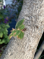 Melastomeae