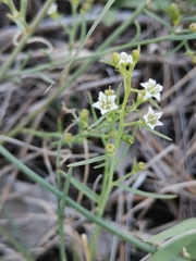 Thesium divaricatum