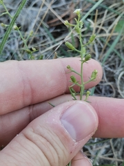 Thesium divaricatum