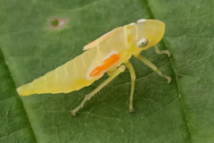 Graphocephala coccinea