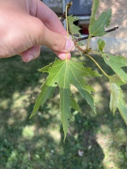 Acer saccharinum