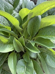 Symphytum officinale