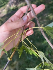 Acer saccharinum