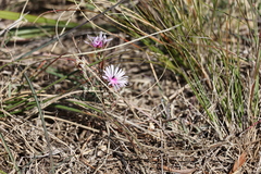 Lampranthus