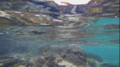 Tylosurus crocodilus