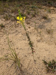 Oenothera clelandii