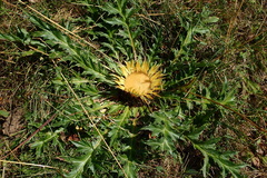 Carlina acanthifolia