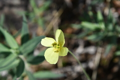 Papaver variegatum