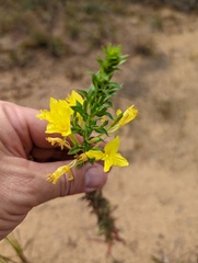 Oenothera clelandii