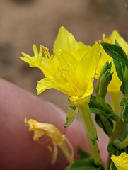 Oenothera clelandii