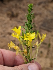 Oenothera clelandii