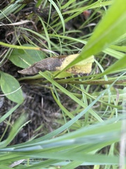 Liatris ligulistylis
