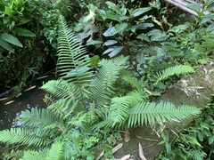 Sphaerostephanos taiwanensis