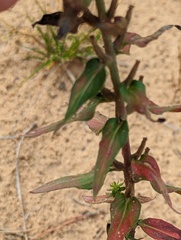Oenothera clelandii
