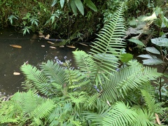 Sphaerostephanos taiwanensis