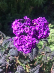 Heliotropium arborescens