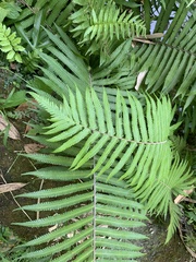 Sphaerostephanos taiwanensis