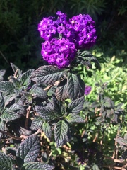 Heliotropium arborescens