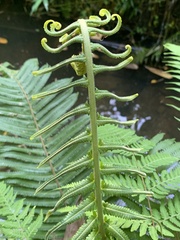 Sphaerostephanos taiwanensis