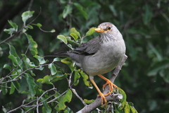 Turdus falcklandii magellanicus