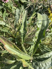 Echinacea pallida