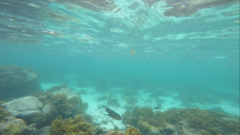 Cheilinus trilobatus