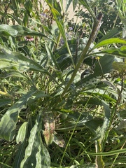 Echinacea pallida