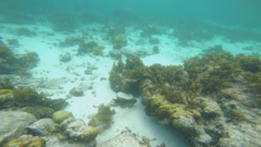 Cheilinus trilobatus