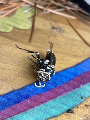 Dolichovespula maculata