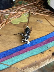 Dolichovespula maculata