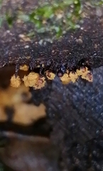 Hemitrichia calyculata