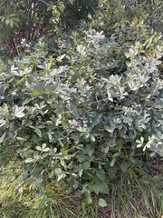 Baptisia australis minor
