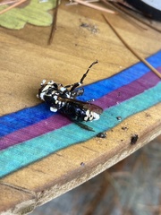 Dolichovespula maculata