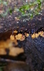 Hemitrichia calyculata