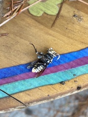 Dolichovespula maculata